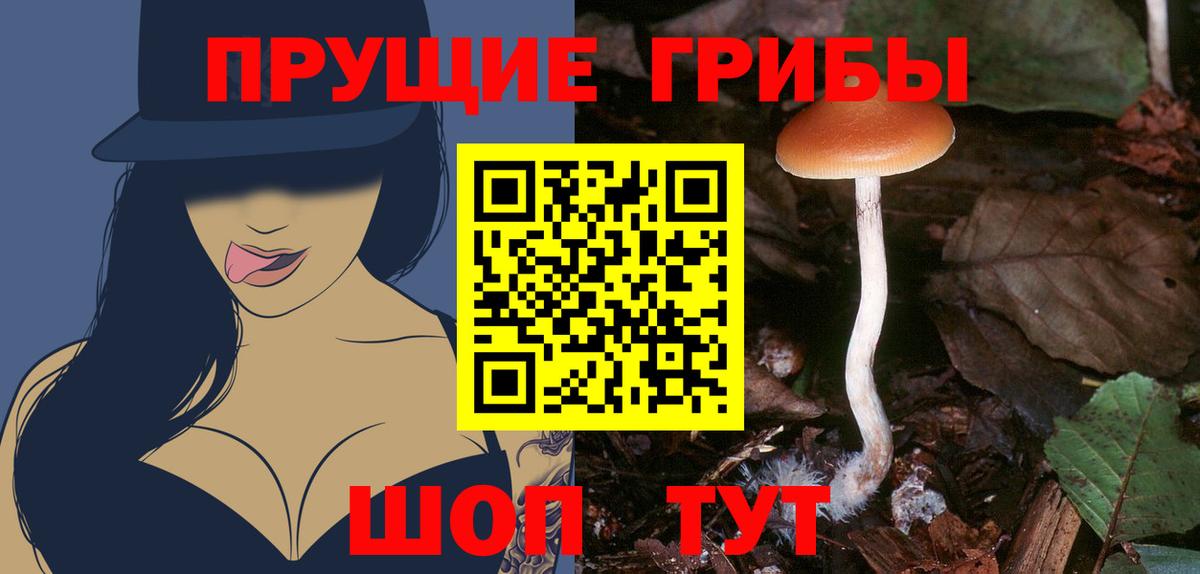 Псилоцибиновые грибы Cubensis Пермь